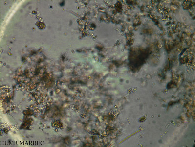 phyto/Brazilian_Amazon_coast/Amazomix_station_33/AMAZOMIX September 2021/Nitzschia panduriformis (Am_ST33_fond_cf_diploneis_petit240829_002)(copy)_thumb.jpg